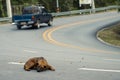 selective focus stray dog Ã¢â¬â¹Ã¢â¬â¹lying on the street There is room for text. The concept of the danger of driving on the road